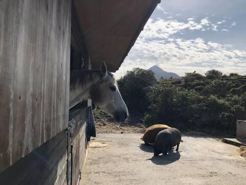 Heatherhill Farm Cottage In Letterfrack Beside Connemara National Park ภายนอก รูปภาพ